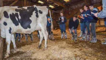 Le pointage s’est fait sur des vaches Prim’holstein d’exception, comme ici au Gaec Cabon. Pour les Normandes, les jeunes se sont exercés sur les animaux de René Roudaut, de Milizac.