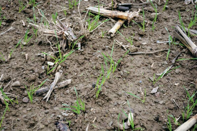 Levée de mouron et de véronique dans un blé au stade deux feuilles fin novembre.