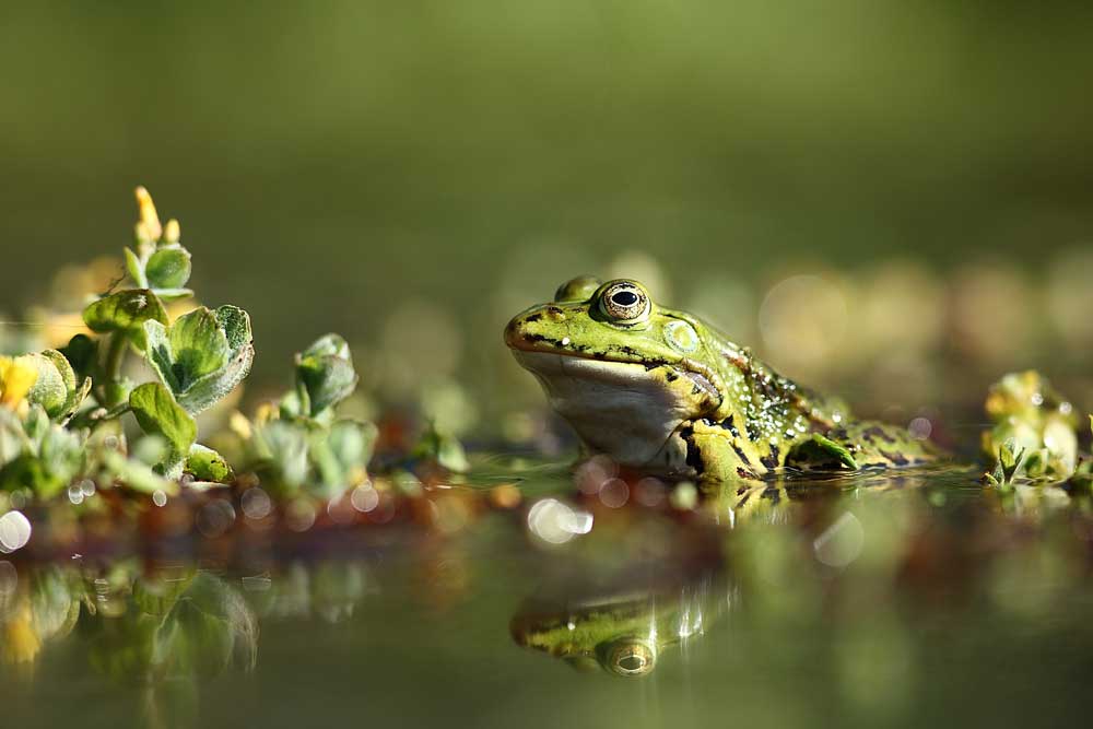 photo-nature-mickael-liechty-grenouille - Illustration Chasseur d’images dans les Monts d’Arrée