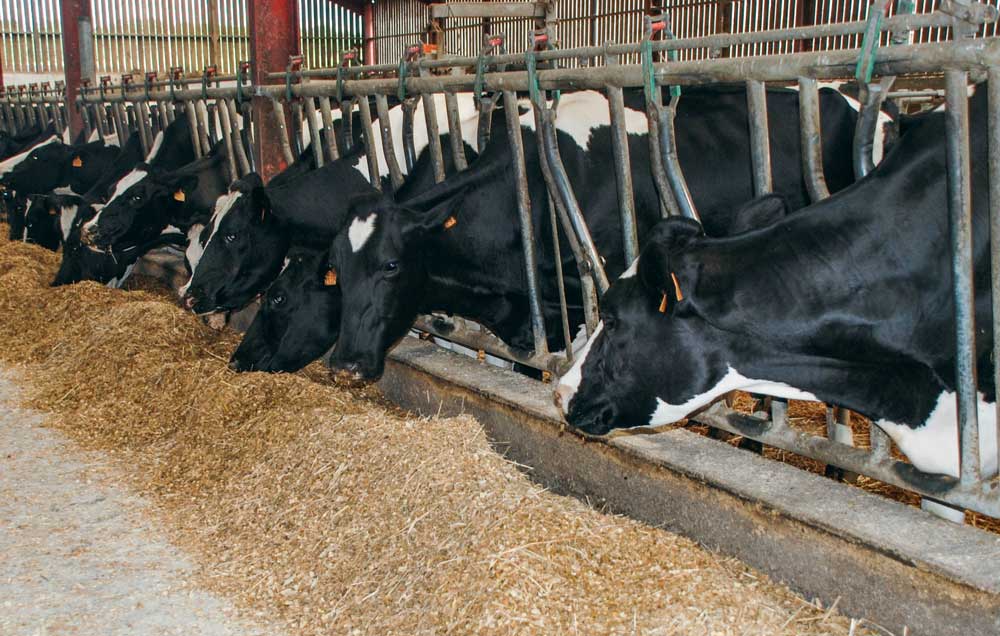 La baisse du niveau de production ou des taux peut être le signe d’une plus faible ingestion des vaches. - Illustration Changement d’alimentation : viser trois semaines de transition