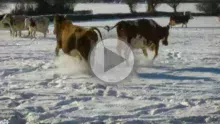 vaches-neige