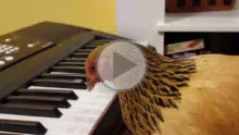 concert-poule