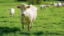 vache-pres-viande-environnement