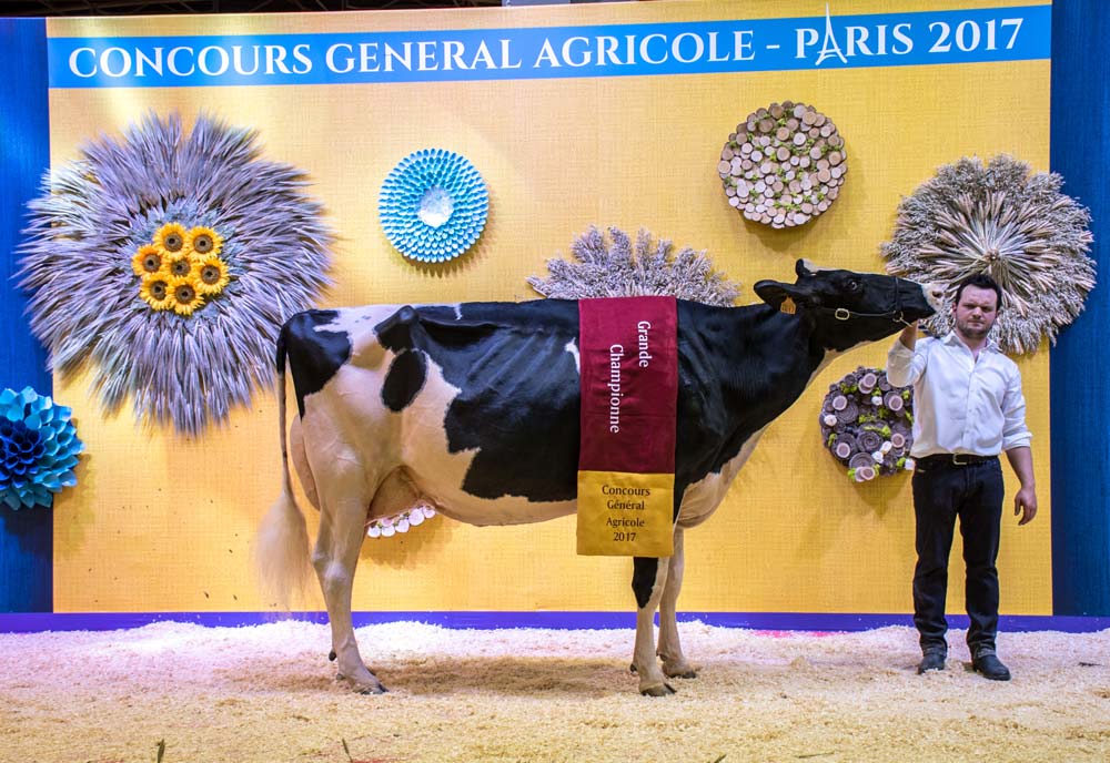 Du Louvion Harlinda, à la co-propriété EARL Lepoint - Gaec Leroy père et fils à Bavay (59), actuellement en 3e lactation, a été désignée Grande championne Prim’Holstein Paris 2017. - Illustration #SIA2017 : L’élevage Lepoint s’illustre en rouge et noir