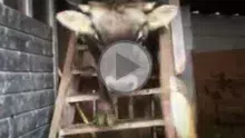 vache-escalier