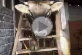 vache-escalier