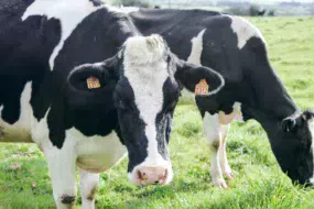 vache-lait-primholstein