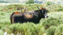 aurochs-2