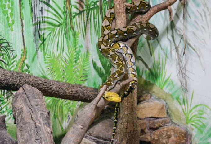 Le python réticulé est le plus long des serpents et peut atteindre les 9 mètres. Il peut dépasser l’âge de 20 ans en captivité.