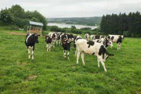 genisses-lait-holstein