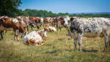 La ferme est située à Theix, en zone séchante, d'où l'importance des stocks.