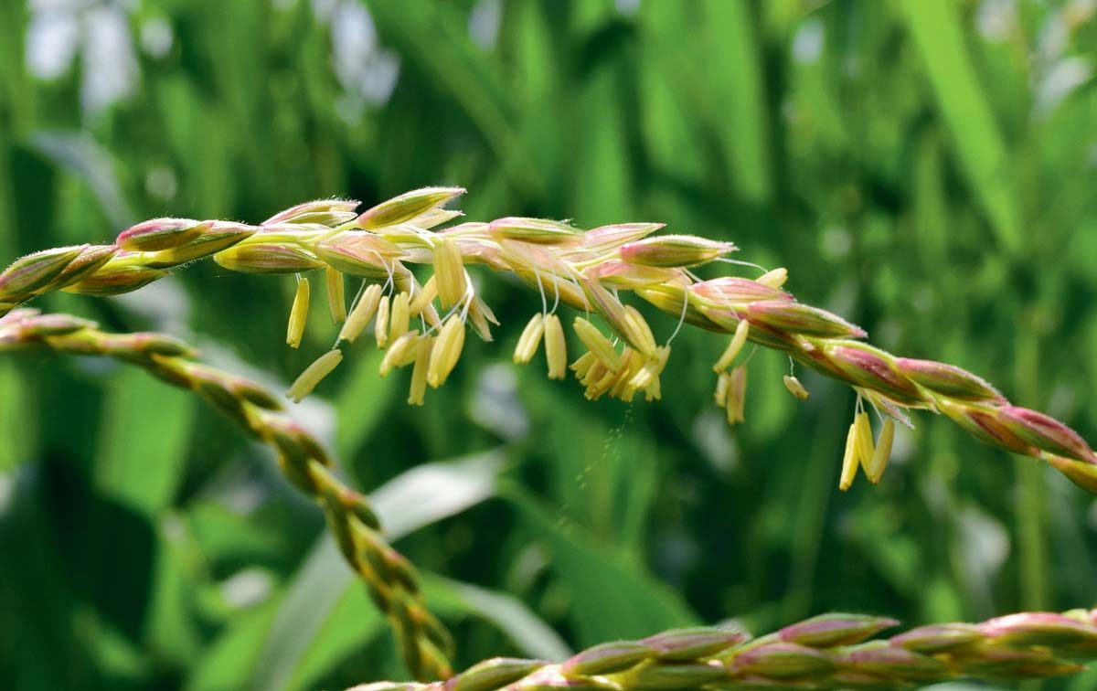 Floraison du maïs : des panicules épanouies | Journal Paysan Breton