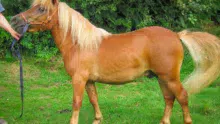 poney-Shetland