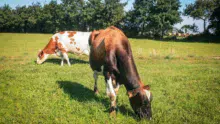 vache-herbe-pature