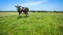 Le croisement permet d’avoir des vaches à forte production, tout en gardant la rusticité.