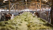 Le foin séché en grange constitue le pilier de la ration de base hivernale.