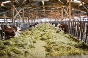 Le foin séché en grange constitue le pilier de la ration de base hivernale.