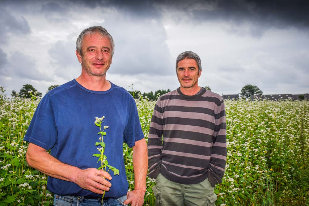 Nicolas et Stéphane Postic, avec une centaine d’hectares de blé noir, sont parmi les premiers producteurs en Bretagne. - Illustration La fine fleur du blé noir