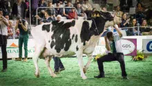 concours-holstein-space