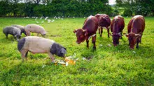 Volaille, cochons, bovins dans une même parcelle : c’est le concept d’élevage symbiotique mis en place par l’agriculteur allemand.