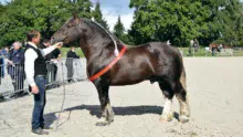 En Avant, le Champion mâle du concours national.