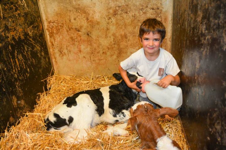 Un veau bien élevé donnera une belle productrice… À 5 ans, le jeune Sacha est déjà passionné par les animaux.