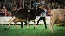 holstein-adulte-concours-space-2017