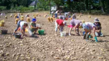 Les demi-journées (binage de flageolets ou récolte des pommes de terre) sont aussi l'occasion d'un pique-nique convivial en bordure de la Claie. Les pommes de terre sont vendues lors de journées Emmaüs ou CCFD (Comité contre la faim et pour le développement).