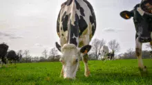 En cas de conditions climatiques plus favorables en 2017/18, la collecte de lait bio française va s’accroître.