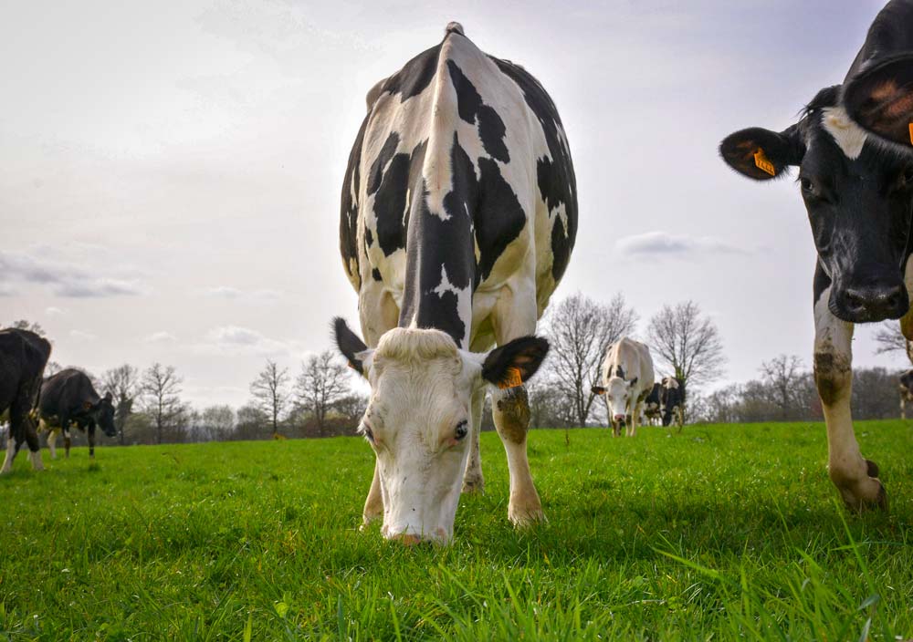 En cas de conditions climatiques plus favorables en 2017/18, la collecte de lait bio française va s’accroître. - Illustration PHF et HBC créent Symbiose