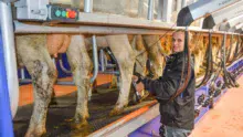 Marielle Colas apprécie la visibilité des animaux dans la salle de traite, rendue possible par le pare-bouse en plexiglass.