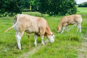 broutards-blonds-paturage