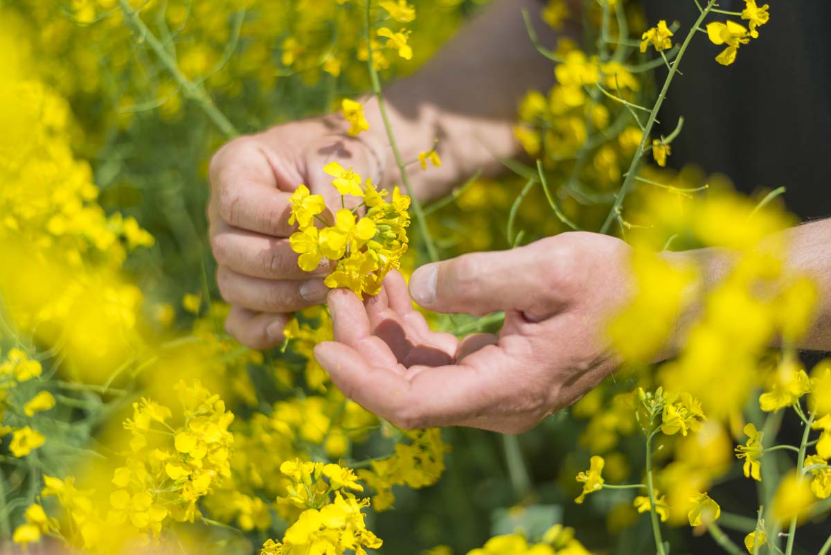 Les actifs acquis par BASF comprennent un portefeuille intéressant de semences de colza, principalement en Amérique du Nord et en Europe. - Illustration Mutagénèse : la Conf’ demande à BASF de « cesser de tromper les paysans »