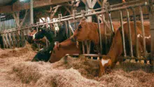 Les vaches reçoivent uniquement 1kg de MS de foin en complément de l’herbe pâturée.