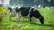 vache-herbe-prim-holstein