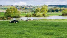 vaches-etang-eau