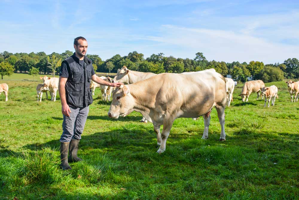 « Les prairies de l’exploitation sont constituées de multiples espèces, mais aussi de joncs moins appréciés des vaches… », explique Antoine de Vallavieille. - Illustration Analyses et pesées pour piloter au mieux les rations