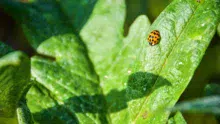 La coccinelle est un précieux allié des cultures, et s’observe facilement tout au long de la journée.