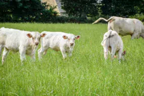 broutards-charolais