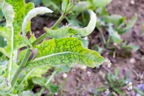 Principaux symptômes d'une carence en soufre : décolorations inter-nervaires des limbes des feuilles (d’abord les plus jeunes), le plus souvent au printemps, réduction de la croissance, décoloration des pétales, avortement importants : siliques vides.