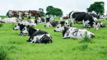 Le pâturage reste la clé pour la production de lait biologique. Certains pays, comme le Danemark, imposent une durée journalière d’accès à l’herbe.