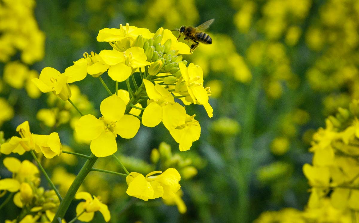 abeille-pollen - Illustration Ils protègent la biodiversité
