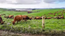 Le pâturage est la base de l’alimentation des animaux dans l’élevage. Il est modifié suivant la pousse de l’herbe.