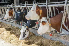 La ration hivernale des « hautes productives » est basée sur 10 à 12 kg MS de maïs ensilage, 3 - 4 kg MS d’ensilage d’herbe et 3 kg de luzerne déshydratée.