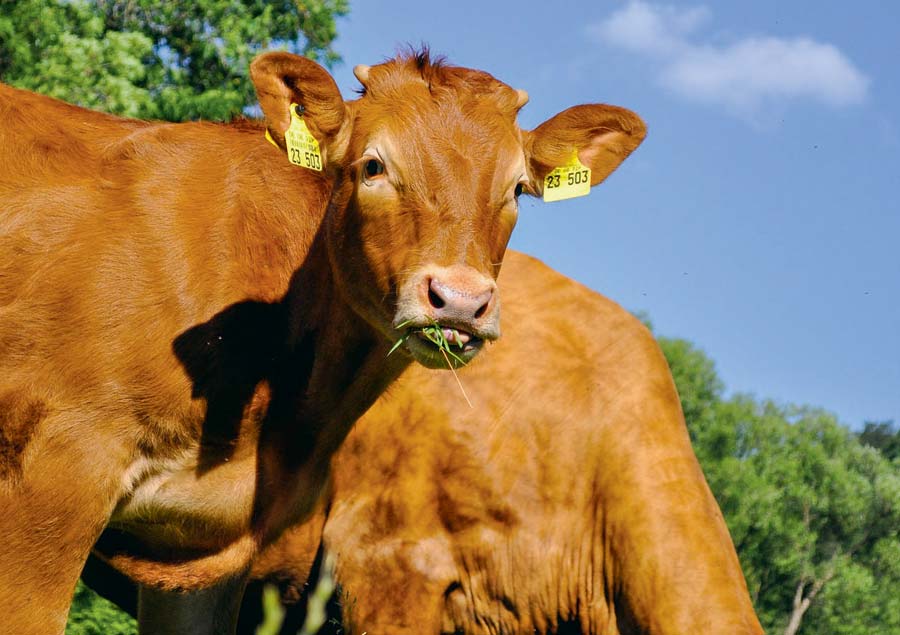 viande-bovine - Illustration Le revenu des exploitations allaitantes se détériore de nouveau