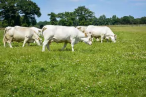 Le troupeau charolais est doté d’un Ivmat de 105,3.