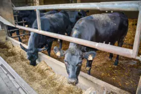 Les essais de croisement des races angus, limousine et hereford sur Prim’Holstein aboutissent à des résultats très encourageants sur des animaux jeunes.