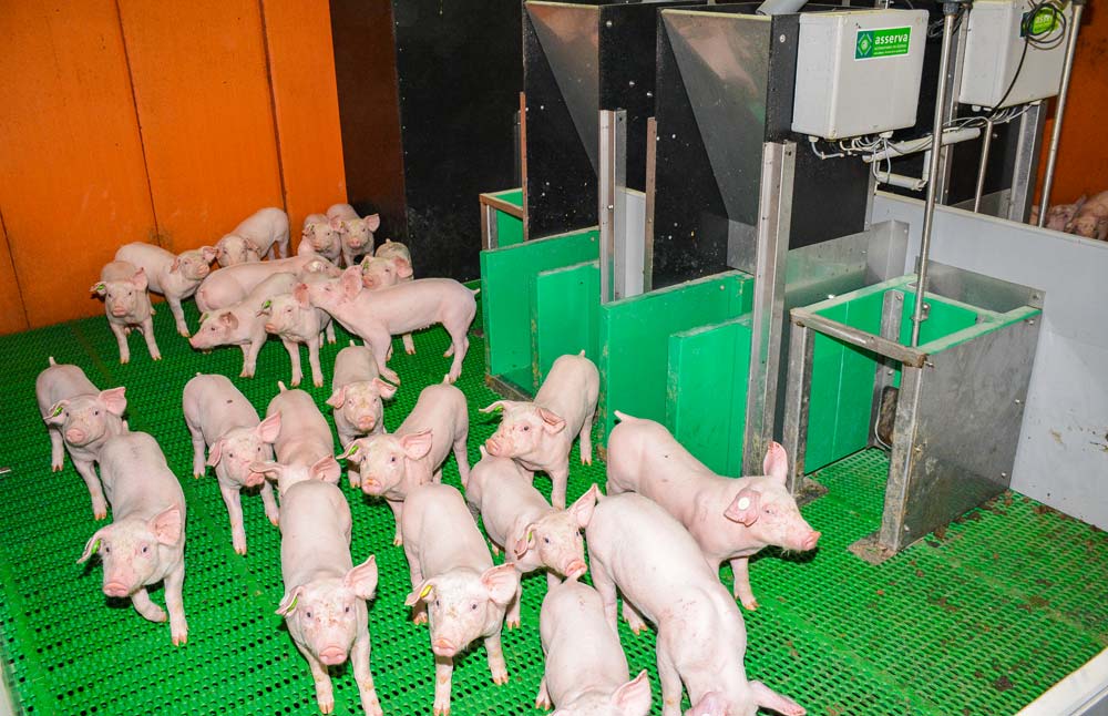 dossier-porc - Illustration Dumping fiscal agricole : la Cour des Comptes allemande dénonce