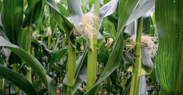 Une Floraison Precoce Du Mais Journal Paysan Breton