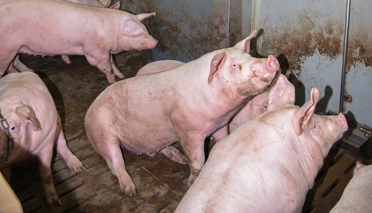 porc-laveur-air-1 - Illustration Peste porcine africaine : “le ministère regarde dans la mauvaise direction”